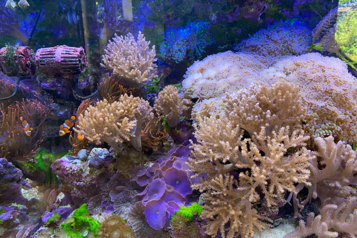 Nemo auf der Spur: Aquaristik für Fortgeschrittene